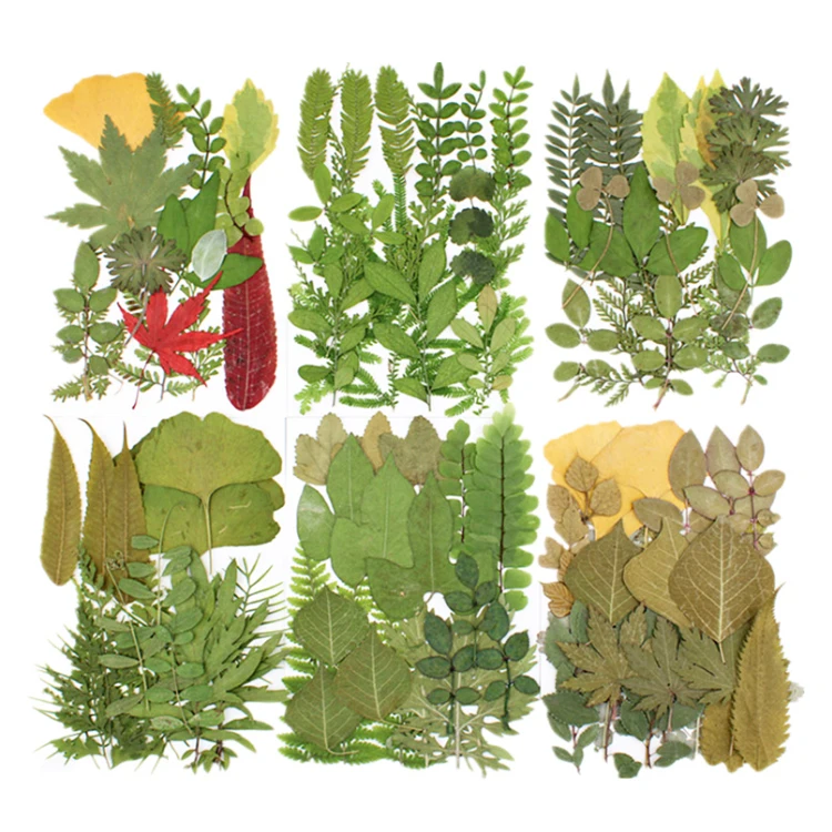 Green leaf material package resin pressed flower embossed eternal dry leaves pressed leaf small pressed flowers