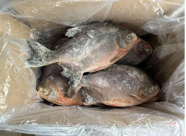 Best sale glazing 500g-800g  Red Pomfret Whole Round piaractus brachypomus fish