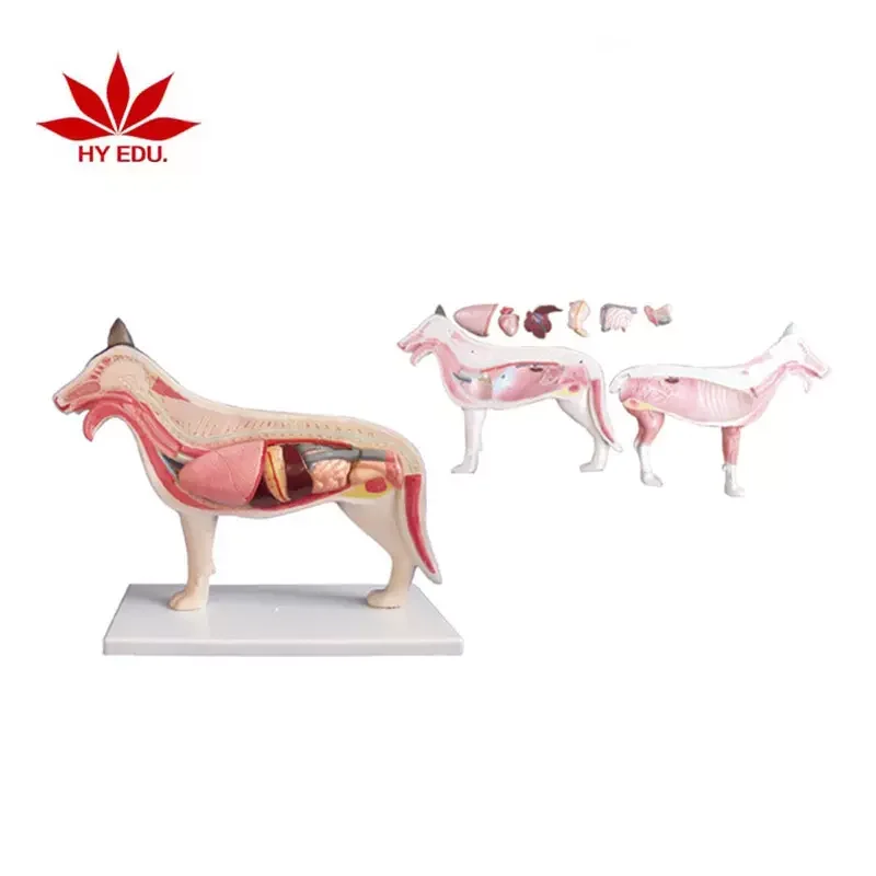Dog Torso Anatomy Medical Anatomic  Detachable Animal Model  Used for Teaching