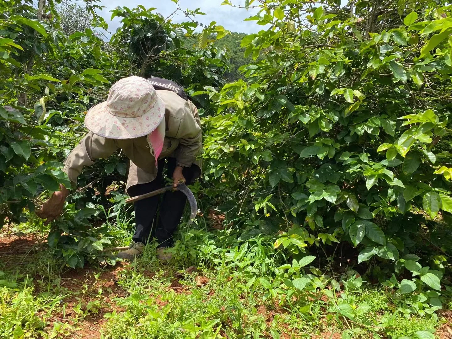 100% Robusta 250g Dark Roasted Coffee Beans From China 1kg/500g/250g coffee bag