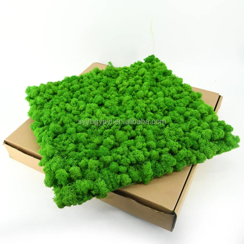 Wholesale Best Quality preserved reindeer moss for wall decoration light green 50cm preserved moss panel