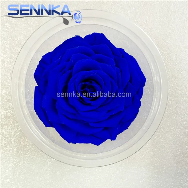 Fresh Cut Flower Holland Long Lasting Royal Blue Preserved Roses from Yunnan Sennka