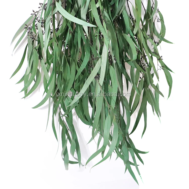 Home Indoor Decoration Leaves Rice Flower Preserved Plants Forever Eucalyptus Leaves with Cone