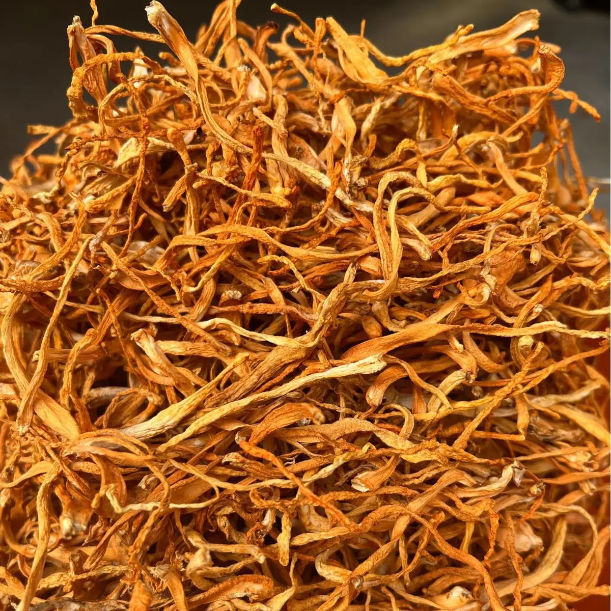 High quality cordyceps mushroom dry wholesale price