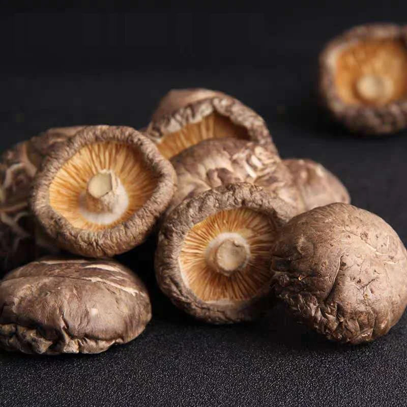 Best Green Natural And Healthy Dark Brown Dehydrated Dried Mushroom Shiitake