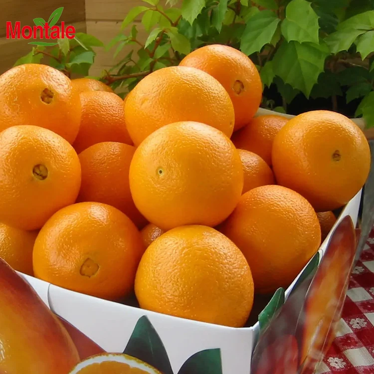 Hot Selling Fresh Citrus Fruits Navel Orange (1600533868895)
