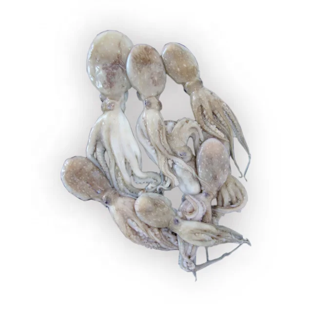 Fresh cleaned frozen octopus ,short leg all size