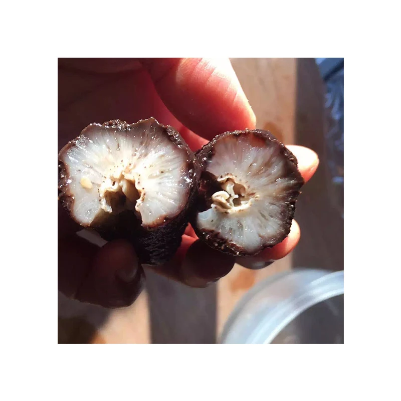 Greece High Quality Bulk Price Frozen Dried Wild Rice Sea Cucumber