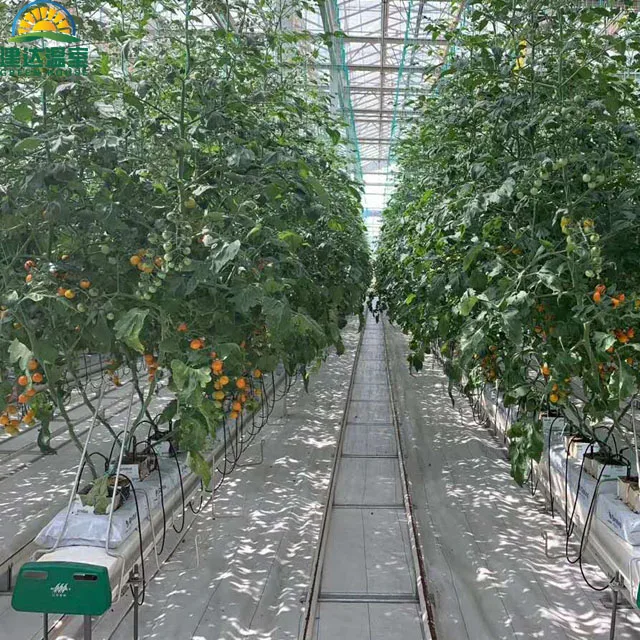 The best quality roof Film and side polycarbonate Greenhouses for tomato growing SUNSGH greenhouse made in china