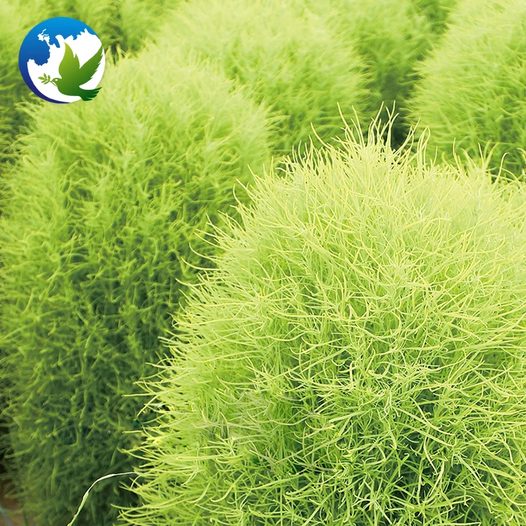 
Green Kochia Scoparia Schrad Seeds Special High Sprouting Rate Burning Bush Garden Flower Tree Seeds 