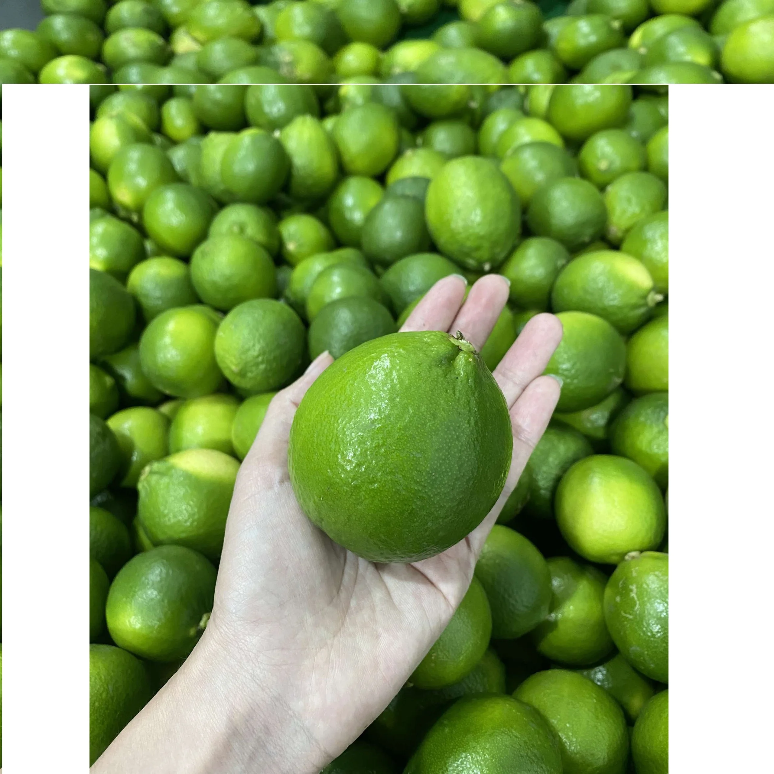 Lime seedless fresh seedless lime fresh green lemon high quality for exporting- Whatsapp 0084 989 322 607