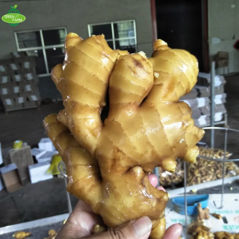 fresh  ginger price from China
