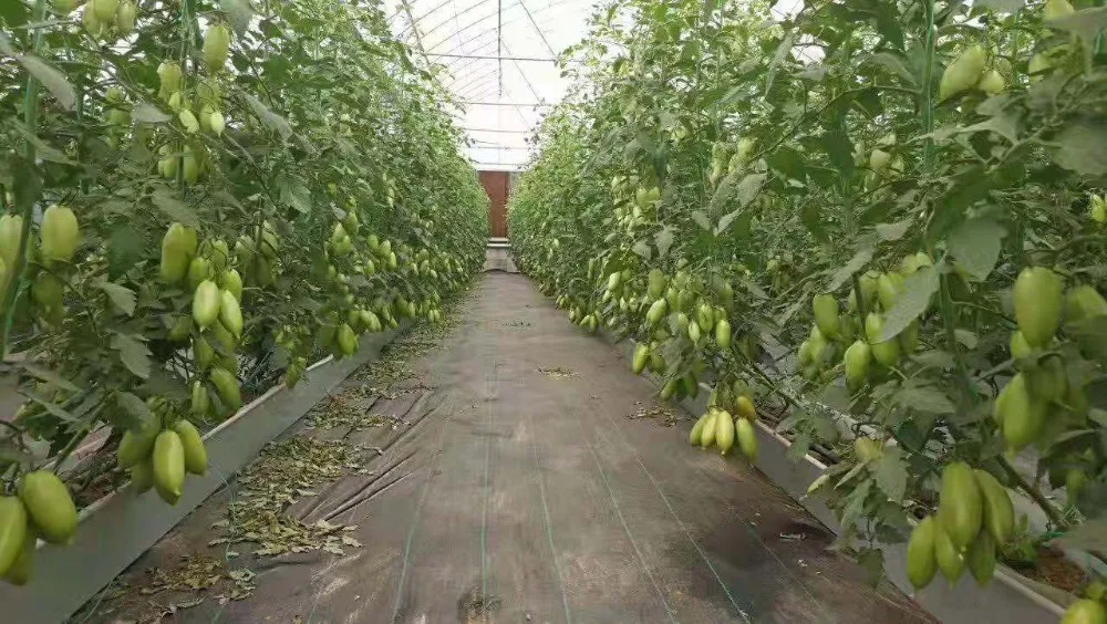 High Quality Rewinding Hanger Galvanized Tomato Clips/Hooks for Tying Tomatoes and Cucumbers