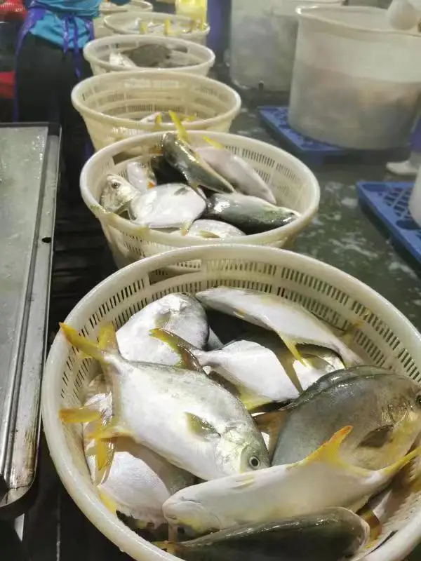 Frozen golden pomfret  Golden Pompano salable in market