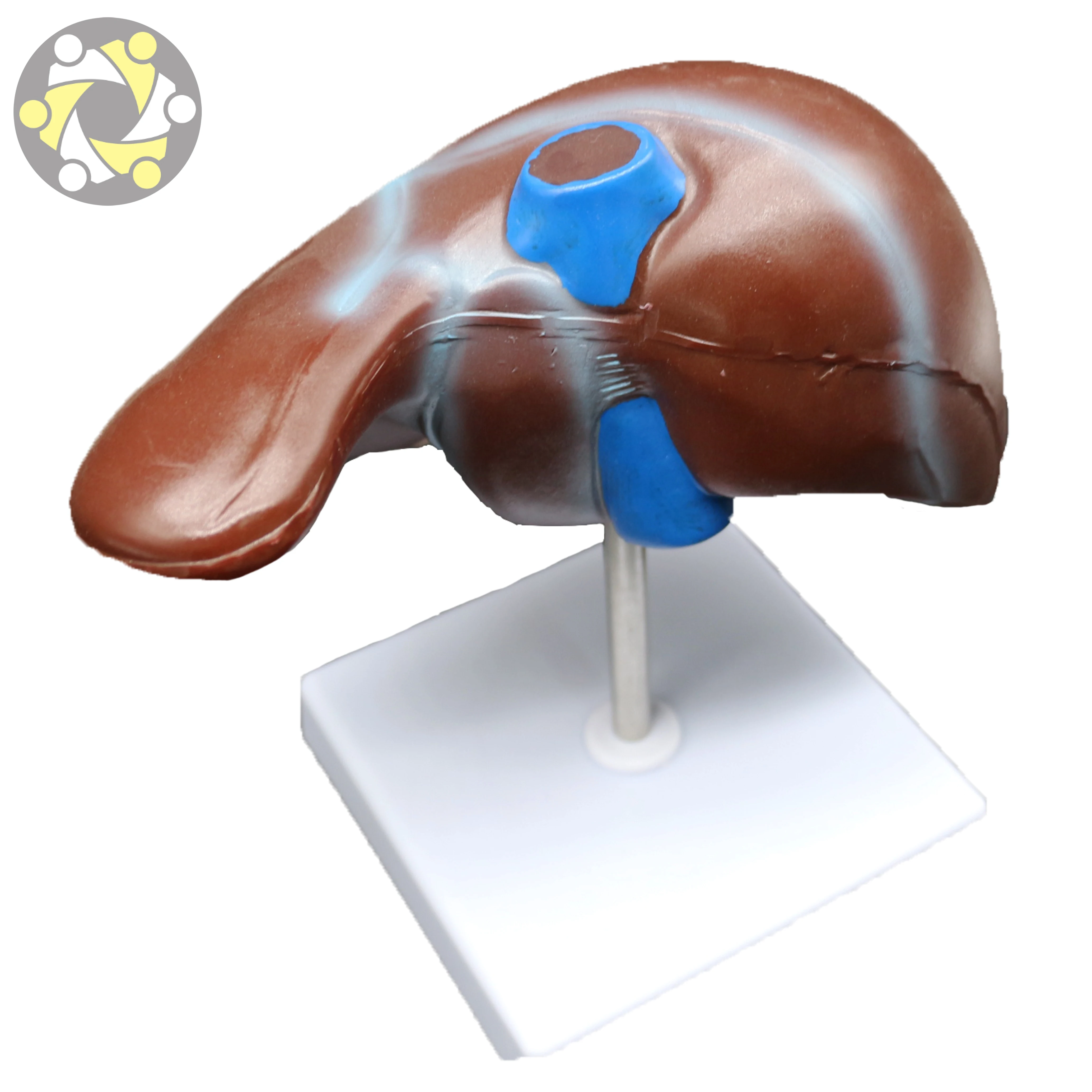 Medical human liver structure model Medical model of liver with gallbladder