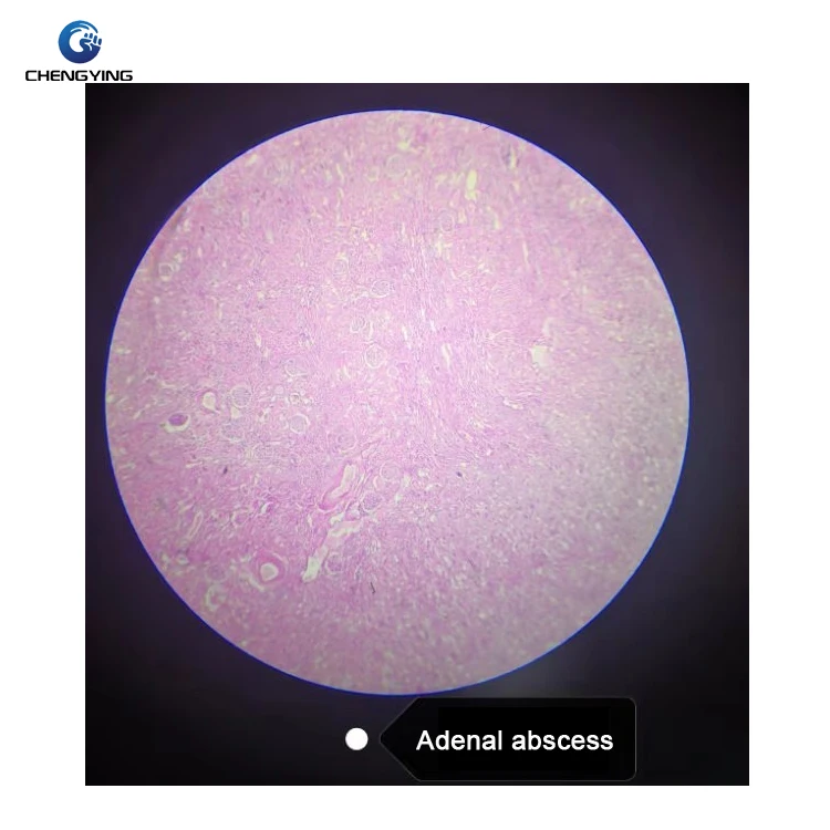100 kinds of human microscope histology and embryo prepared slides