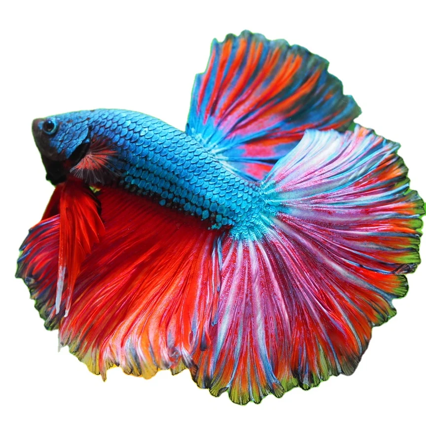 HALFMOON FANCY - Multicolor Thailand Betta Fish Premium Quality  Siamese Fighting Fish