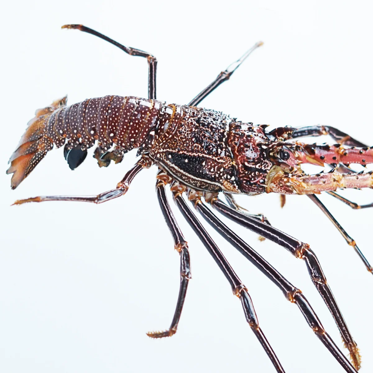 Wholesale Live Lobster Batik From Indonesia With Best Quality Best Price For Export