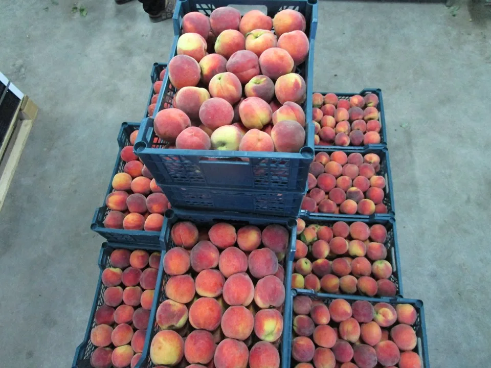 
Fresh Peaches 
