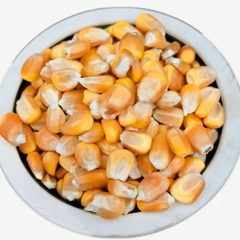 Wholesale animal feed corn price Healthy corn for animals 100% Natural Animal Feed Corn