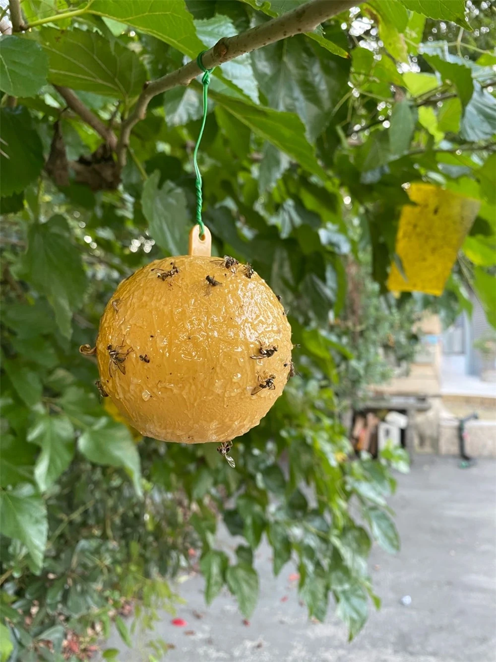 Outdoor Disposable Hanging Fly Trap ball Fruit Fly Catcher Sticky FLY Trap