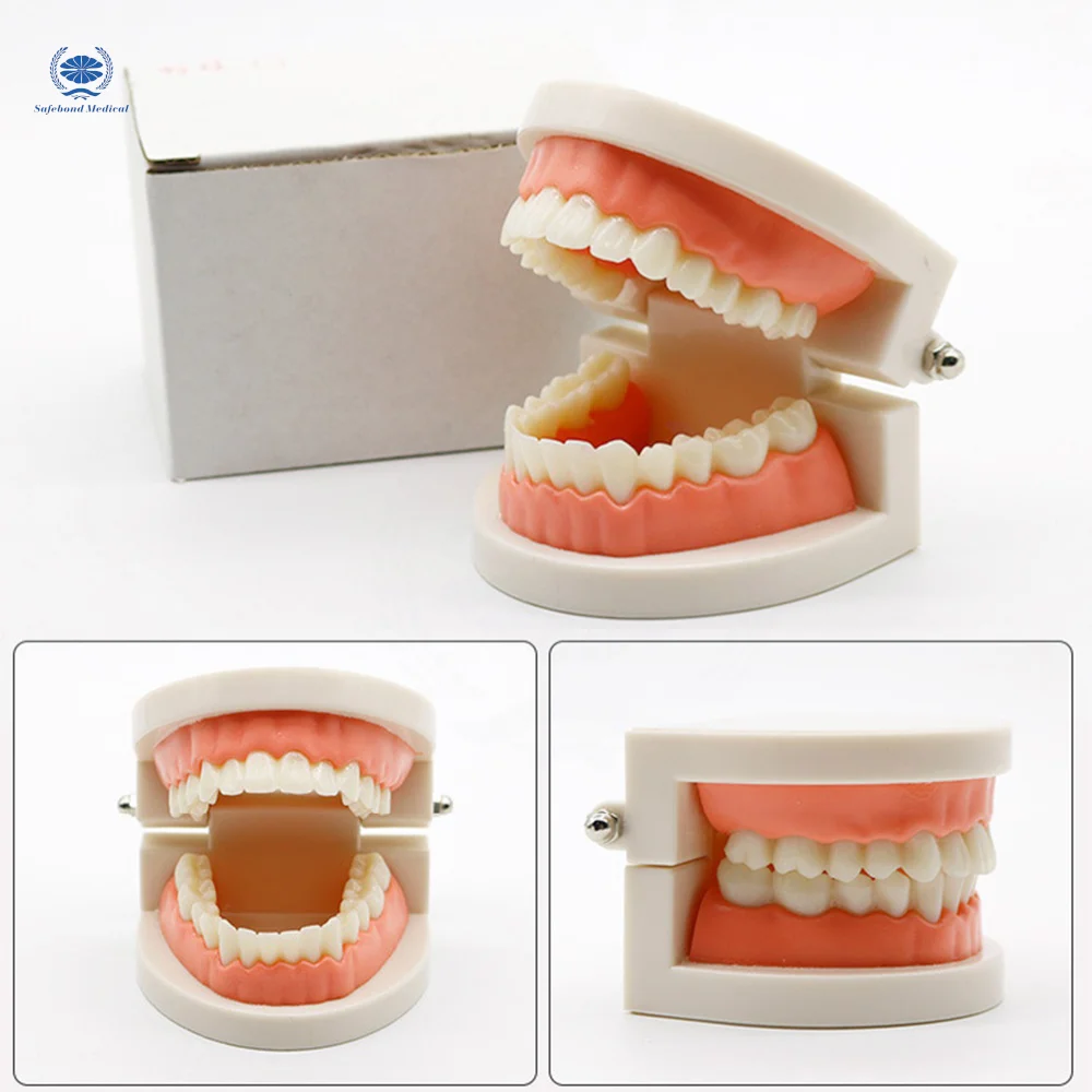 Dental model for medical teaching Dental plastic tooth model