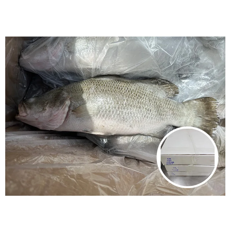 Frozen High Quality Calcarifer Barramundi Seabass Fish Maw