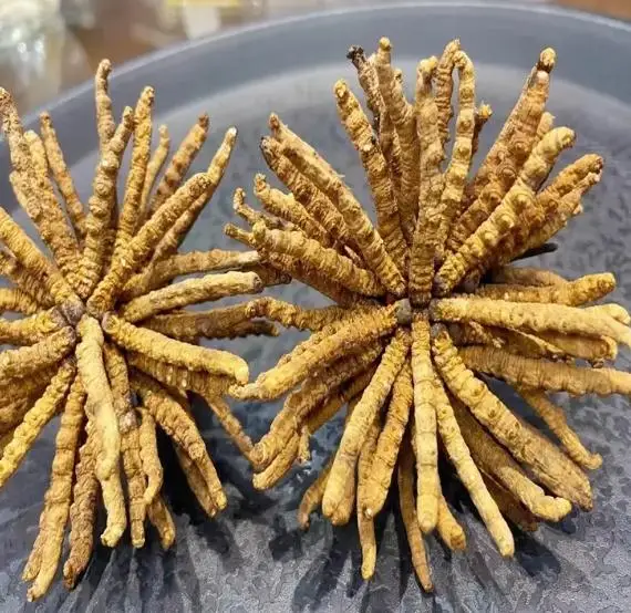 Экстракт Кордицепса