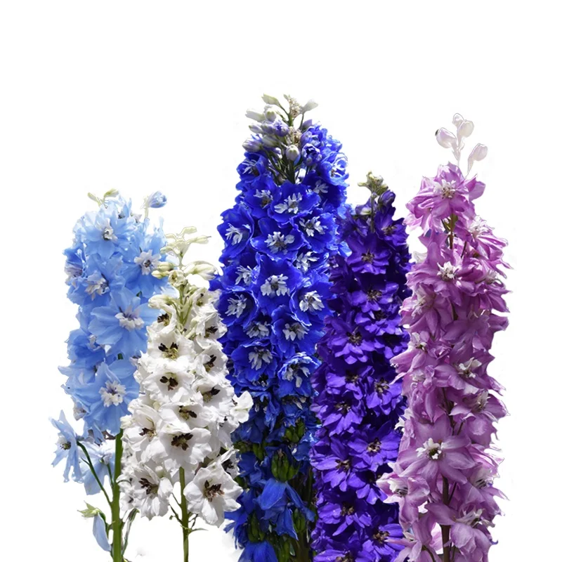 
High Quality Decorative Flowers Delphinium Ajacis Flowers For Home Decoration 