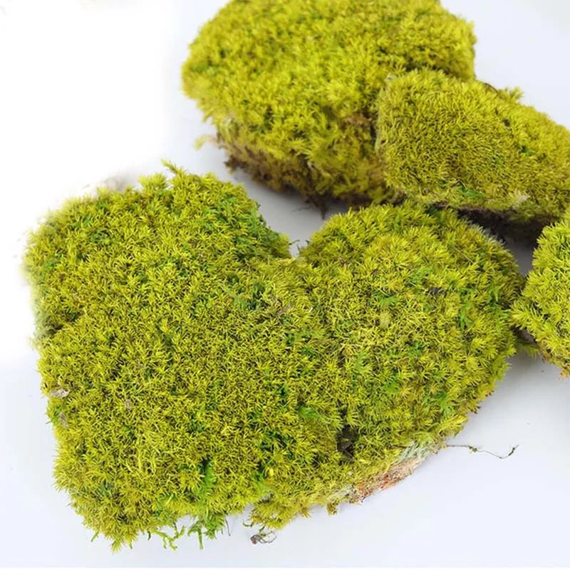 Wholesale Natural Preserved Reindeer/Pole/Sheet Moss For Wall Art Decoration