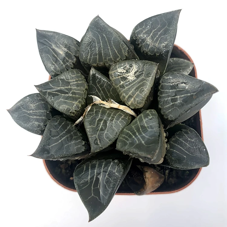 
for office Real natural plant mini succulent plants 