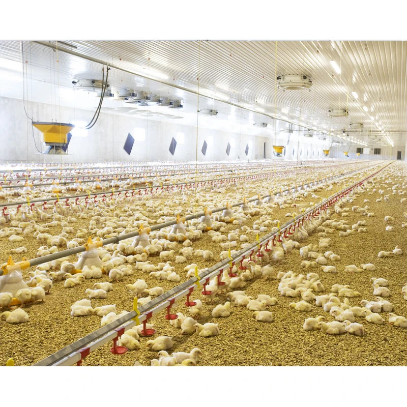 Factory Direct Sale Automated chicken breeding equipment Chicken Drinking Broiler Chicken Ground