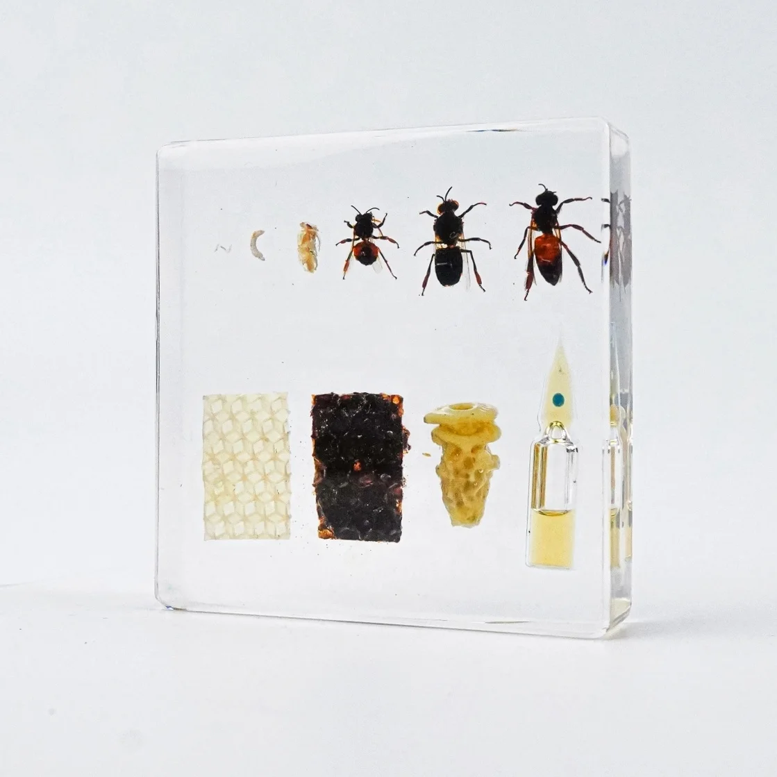 Реальные образцы насекомых пчелы завернутые в смоляные настольные украшения насекомое виде животных насекомые детский подарочный набор