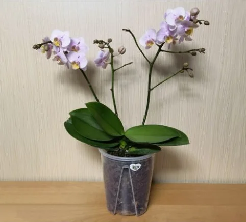 china factory cheap garden supplies orchid pot with holes 4 inches transparent plastic flower pot