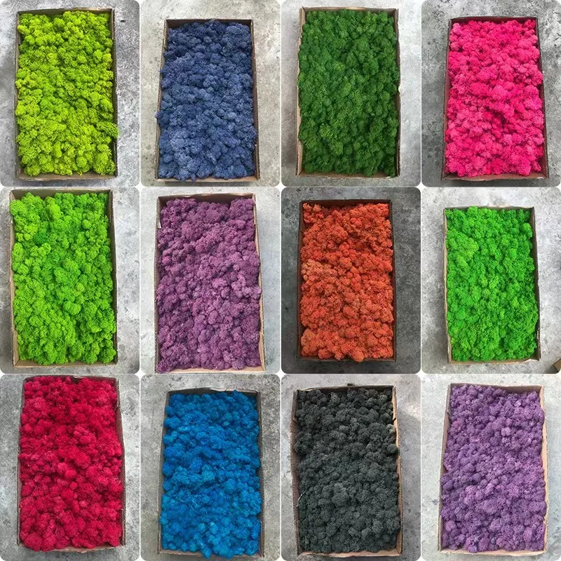 Hot Selling Stabilized Preserved Lichen Reindeer Moss for decoration flower wall Preserved  Moss