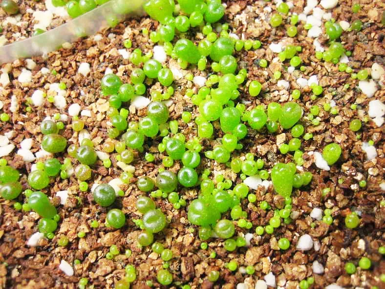 Cheap Price Gold Silver Expand Vermiculite For Agriculture Engineering Vemiculite