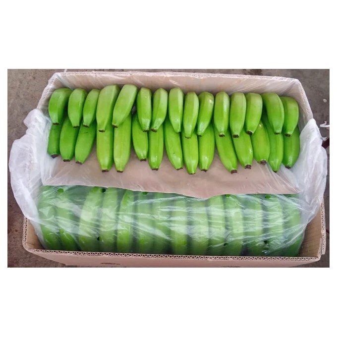 Fresh Premium Banana - High Quality, Best Price, Directly From Producers In Mexico Processing Plant