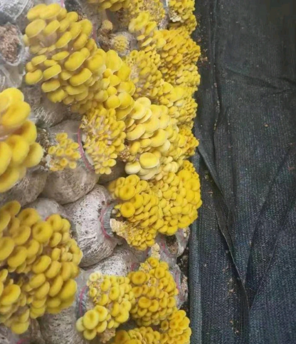 Import and export dried yellow mushroom, manufacturer sales