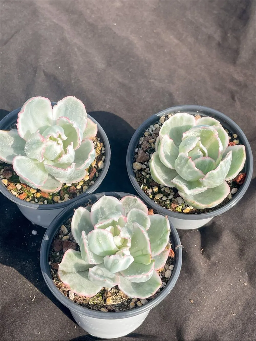 wm32 Echeveria Berkeley Light Variegated Live Plant Natural Succulents Woody Plants indoor plant bonsai