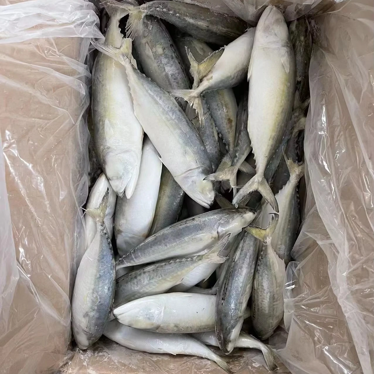Indian Mackerel Fish Wholesale Frozen various size Rastrelliger kanagurta