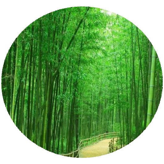 Горячая Распродажа 2021, семена филлостачей акутачуетчао, продажа семян бамбука, устойчивых к холоду