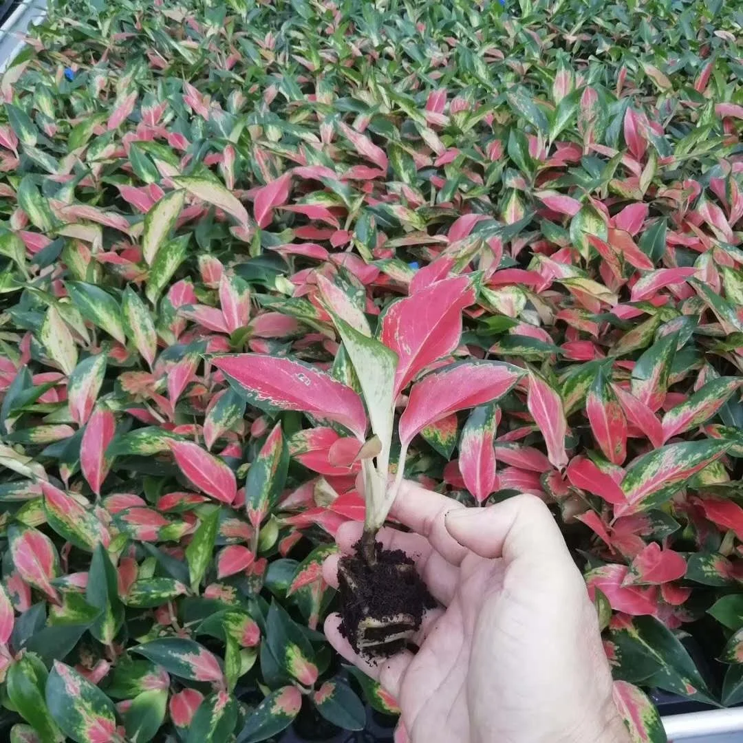 Саженцы Aglaonema для культивирования тканей саженцы китайских красных