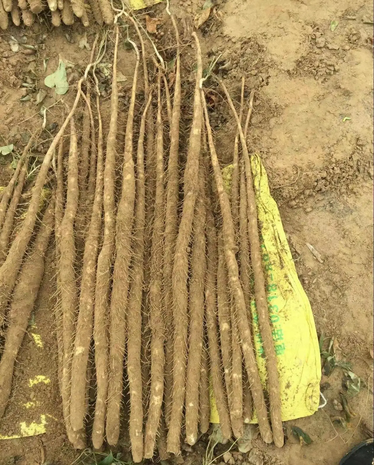High Quality Nutritious Chinese Vegetables Fresh China  Yam for Sale
