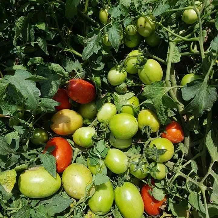 HYBRID F1 red tomato seeds oval shape