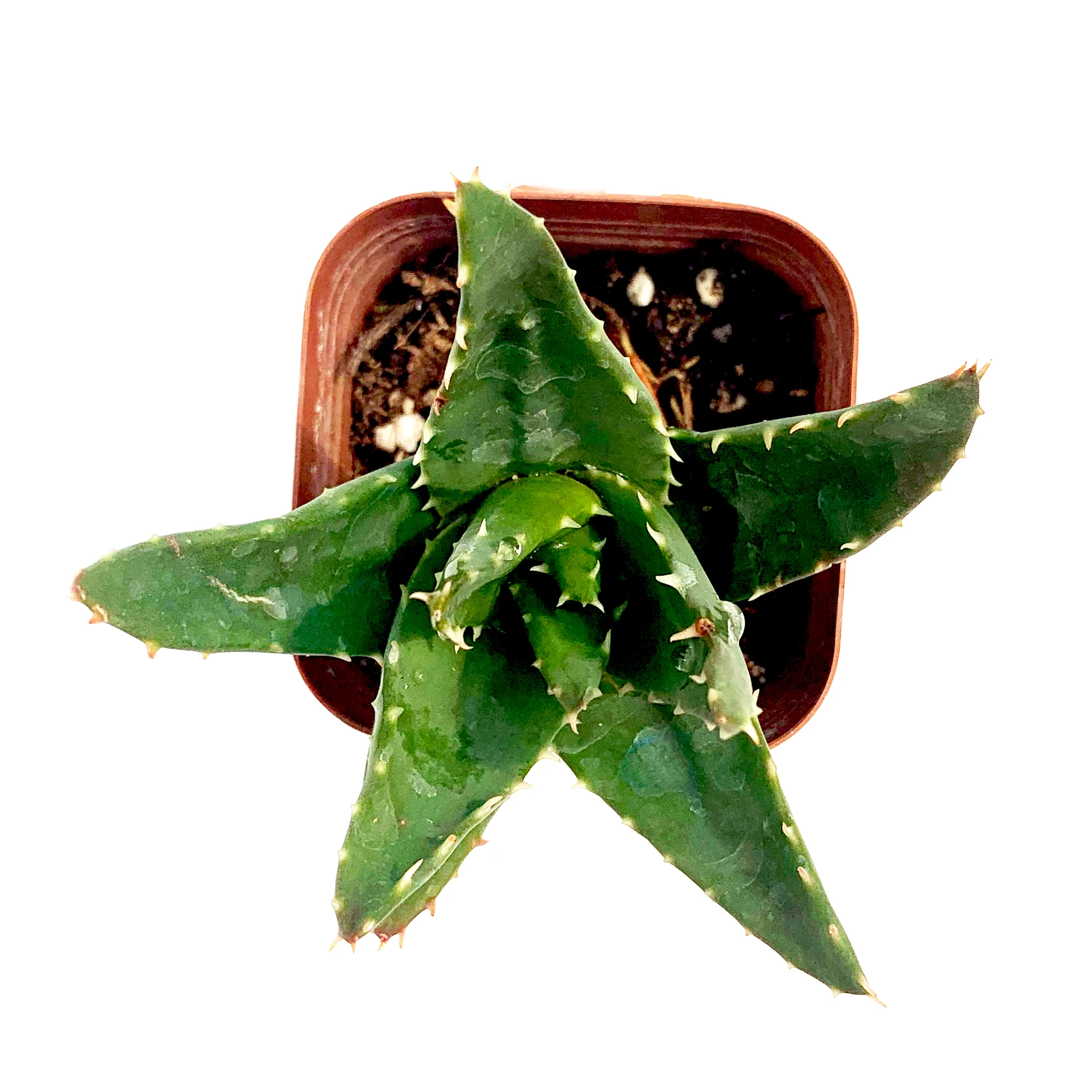 
Украшение для прикосновения, суккулентные растения, мини бонсай, стильное украшение для офиса 