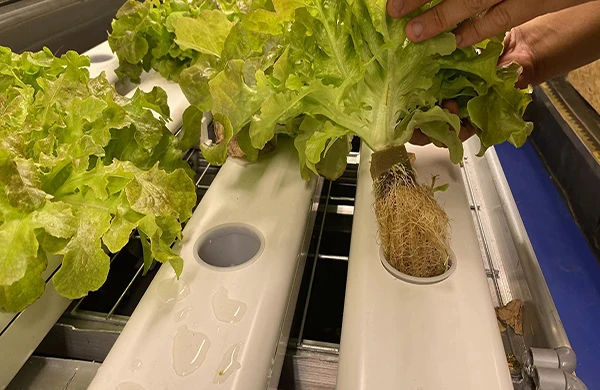 seedlings vertical hydroponics growing medium for starting seeds indoor grow cubes