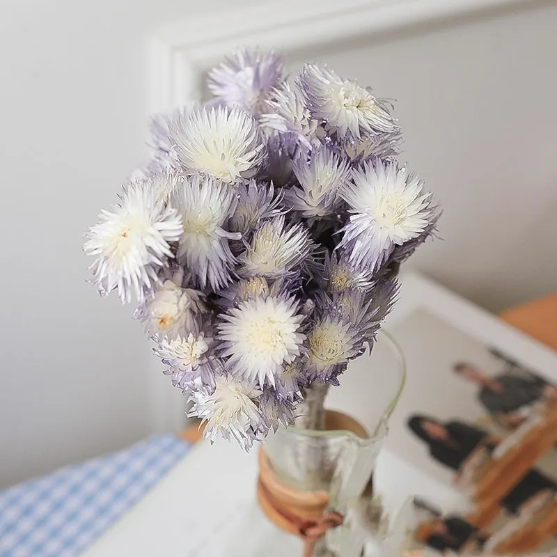 wholesale price natural dried flowers Syncarpha Vestita real everlasting long lasting dried flower for dry flower bouquet