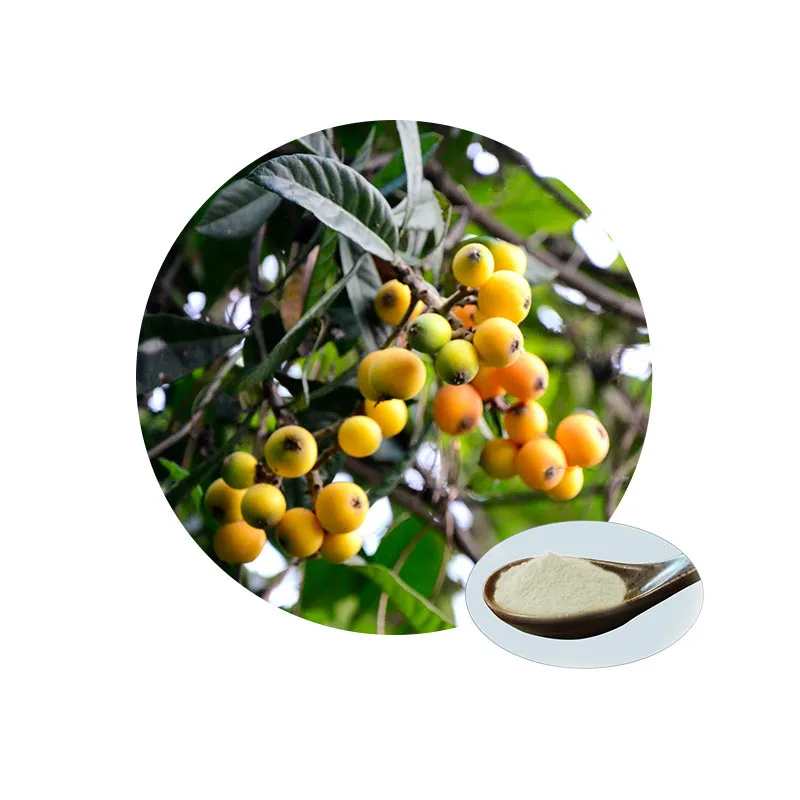 Eriobotrya Japonica Leaf Loquat Leaf Extract Ursolic Acid