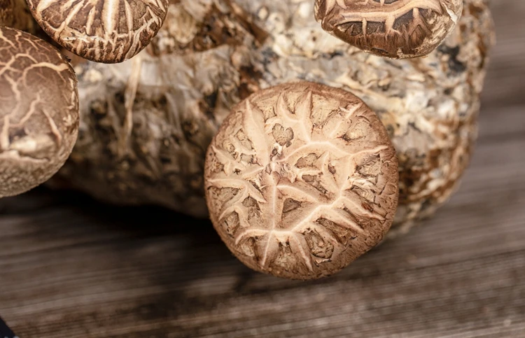 Cheap Wholesale Mixed Ingredients Shiitake Mushroom Spawn Logs