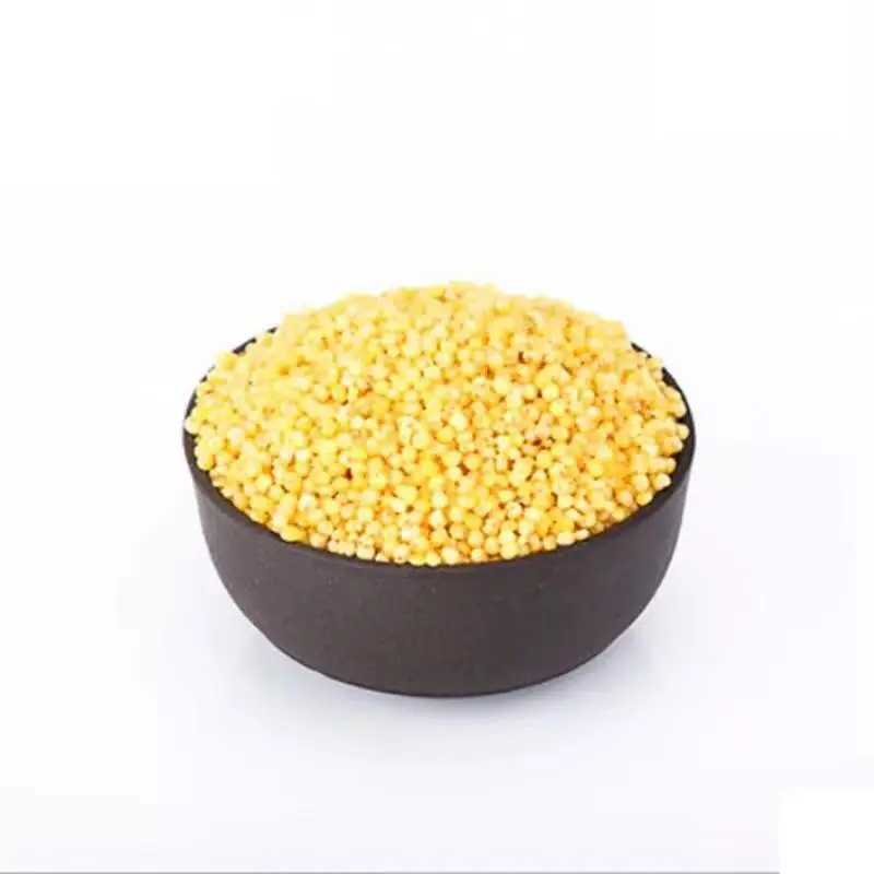 Finest Price Food Grade Protein-Rich Gluten-Free Grain Millet
